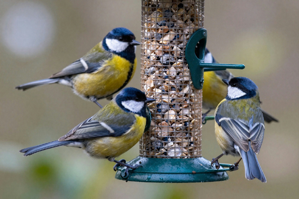 Osservare gli uccelli in giardino d'inverno: comportamenti da conoscere per difendere l'ecosistema