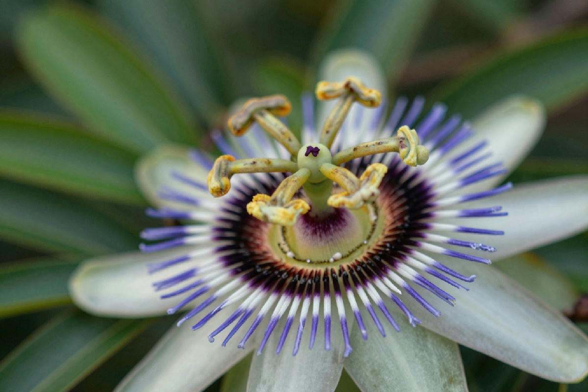 Passiflora: il rimedio naturale che abbraccia mente e corpo per affrontare ansia e insonnia