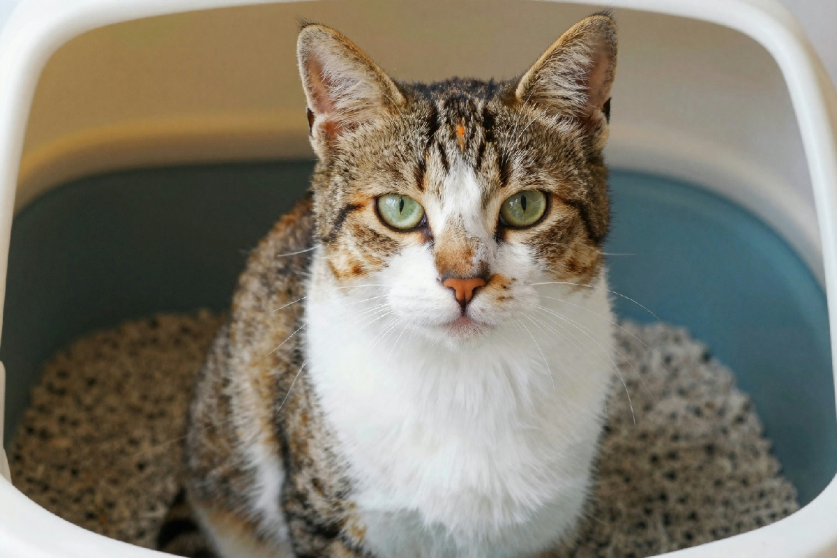 Salute intestinale del gatto: 5 segnali da non ignorare per un felino felice e in forma